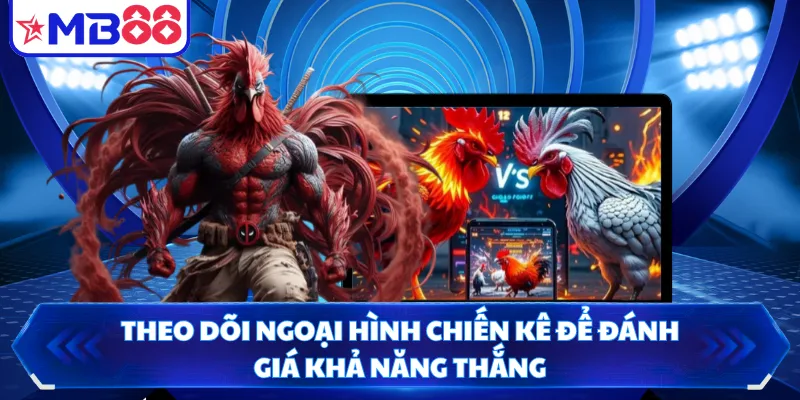 Theo dõi ngoại hình chiến kê để đánh giá khả năng thắng