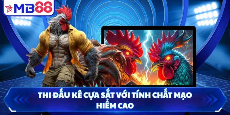 Thi đấu kê cựa sắt với tính chất mạo hiểm cao