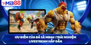 Ưu Điểm Của Đá Gà MB88 | Trải Nghiệm Livestream Hấp Dẫn